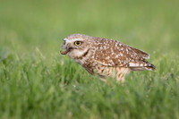 Burrowing Owl