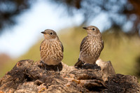 Western Bluebirds
