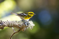 Townsend Warbler (Female)