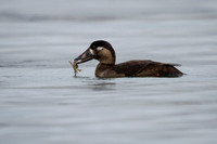 Surf Scoter