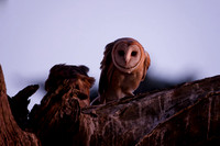Barn Owl