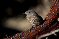 Bluebirds