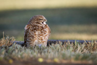 Burrowing Owl
