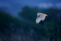 Barn Owl flight