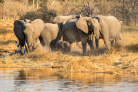 Elephants visit a waterhole at sunset