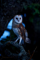 Barn owl in low light