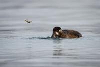 Surf Scoter