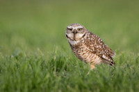 Burrowing Owl