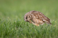 Burrowing Owl