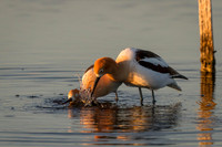 Avocet Pair