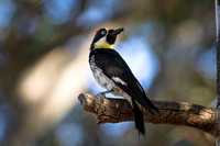 Acorn Woodpecker