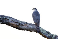 Cooper's Hawk
