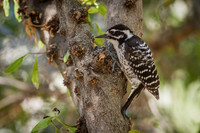 Nuttall's Woodpecker