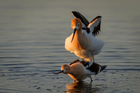 Avocet Pair