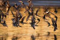 Dunlin