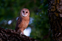 Barn Owl baby