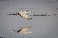 Sandhill Cranes