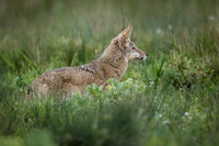 Coyote