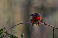 Allen's Hummingbirds
