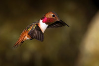 Allen's Hummingbird