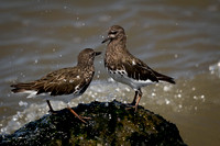 Black Turnstones