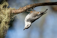 White-Breasted Nuthatch