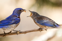 Western Bluebird Baby