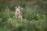 Coyote
