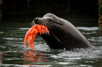 Bull Sea Lion with salmon stolen from fisherman