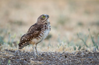 Burrowing Owl Baby