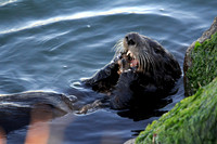 Sea Otter