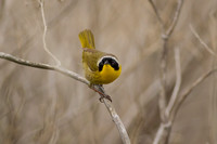 Common Yellowthroat