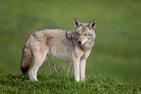 Coyote