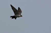 Peregrine Falcon with duck