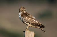 Redtail Hawk