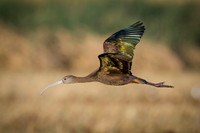 White-faced Ibis
