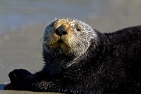 Sea Otter