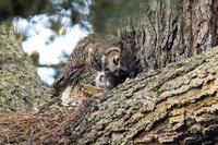 Great Horned Owl feeding Chicks