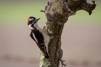 Downy Woodpecker