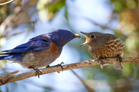 Western Bluebird Baby