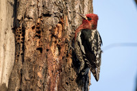 Red-Breasted Sapsucker