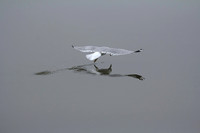 Gull fishing on a foggy morning