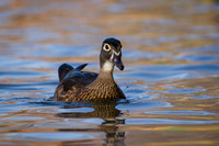 Wood Ducks
