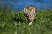 Coyote