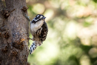 Nuttall's Woodpecker