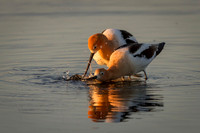 Avocet Pair