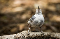 White-Breasted Nuthatch
