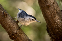 White-Breasted Nuthatch