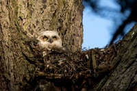 Great Horned Owlet