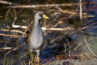 Sora